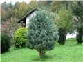 pinus sylvestris watereri