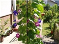 moje cvijeće