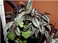 trandescantia mix2