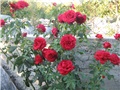 moje vrtne ruže