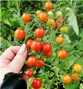 cherry rajcica