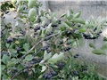 aronija1