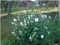 hibiskus