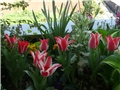 tulipani pinoccio