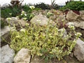 gušarka arabis