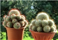 Mammillaria bombycina