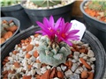 turbinicarpus alonsoi