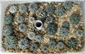 astrophytum asterias hibridi
