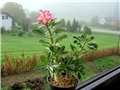 Adenium obesum - sijanci 2012