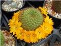 Rebutia marsoneri