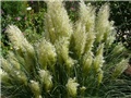 pampas