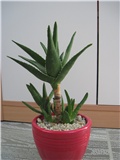 Aloe1