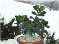 Adenium obesum