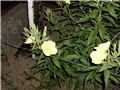 oenothera biensis1