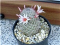 mammillaria slevinii