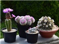 mammillarias