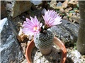 Pelecyphora pseudopectinata