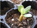 adenium