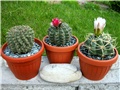 Gymnocalycium