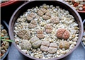 lithops