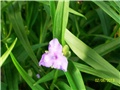 vrtna tradeskancija - tradescantia virginiana