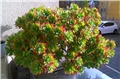 sedum palmeri
