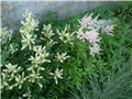 astilbe