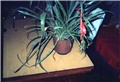 bromelia