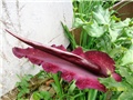 Zmajev cvijet, Crna Lily -Dracunculus vulgaris