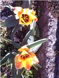 tulipani