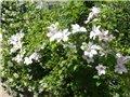 klematis