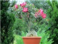 Adenium obesum