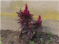 Celosia Caracas