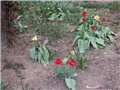 tulipani