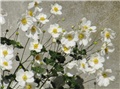 Anemone japonica