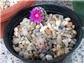 mammillaria hernandezii