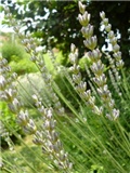 lavanda usporedba