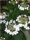 bijela tanjurasta hortenzija