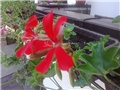 pelargonije crvene