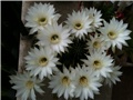 echinopsis