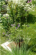 solanum