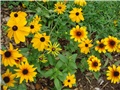 Rudbeckia