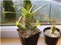 pachypodium ambongense