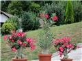 Adenium obesum