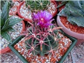Ferocactus latispinus 