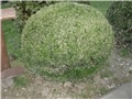 buxus, šimšir