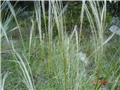 Stipa Pennata