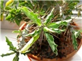 Pachypodium saundersii