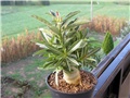 Adenium obesum 