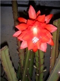 kaktusi